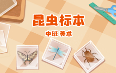 昆虫标本